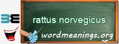 WordMeaning blackboard for rattus norvegicus